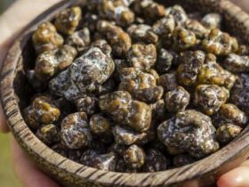 microdosing-truffels